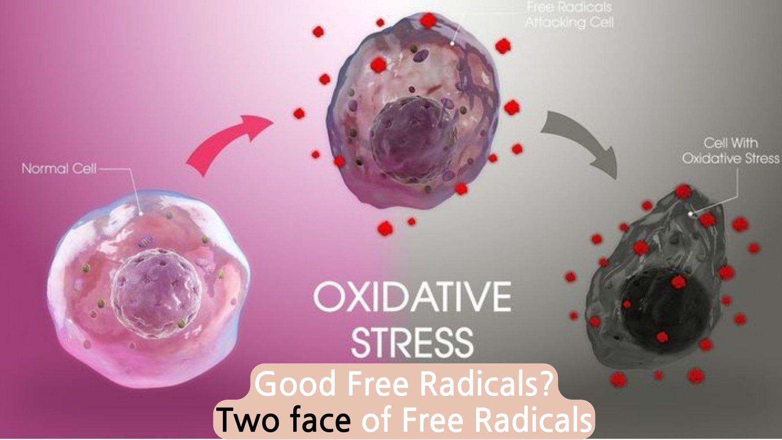 OXIDATIVE STRESS, free radical