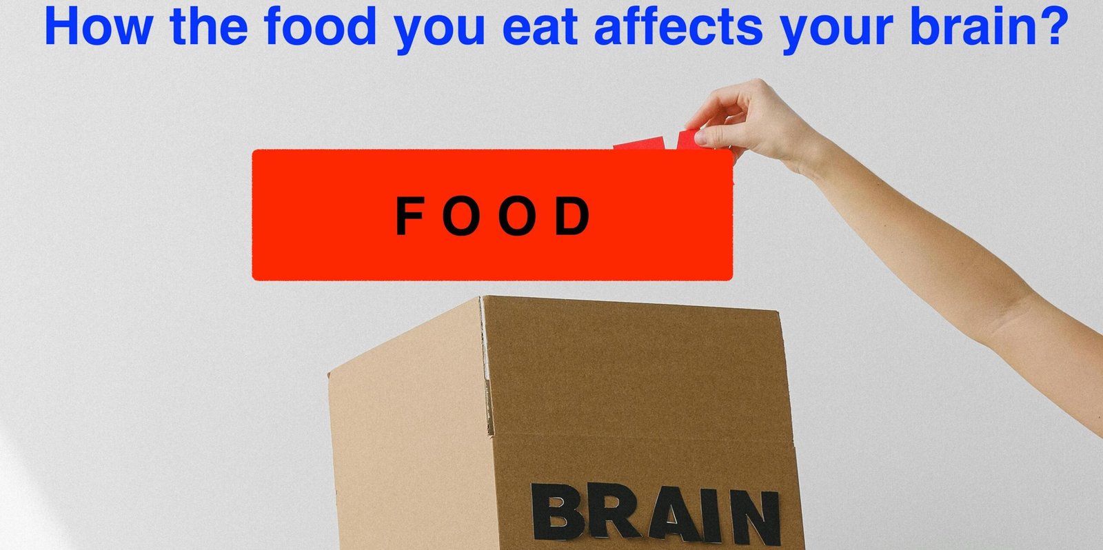 best food for brain founction