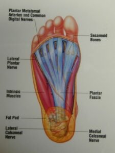 diagram of the bottom of the foot